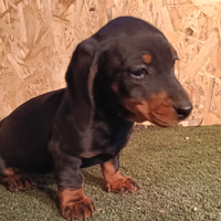 Bassotto nano pronta consegna