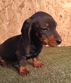 Bassotto nano pronta consegna