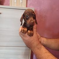 Cuccioli di bassotto cioccolato