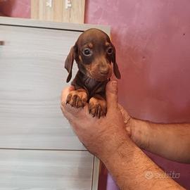 Cuccioli di bassotto cioccolato