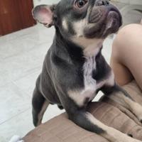 Bulldog francese
