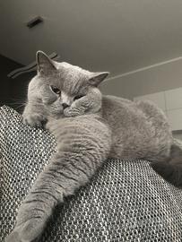 British shorthair 4 anni Ex fattrice