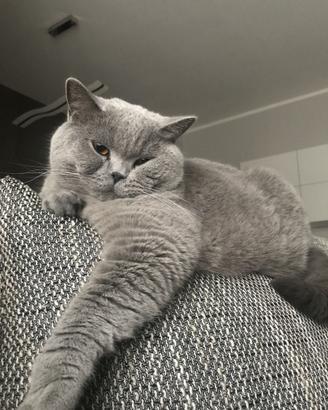British shorthair 4 anni Ex fattrice