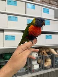 Lori Arcobaleno allevato a mano