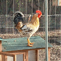 Coppia di gallo e gallina