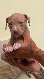 Cuccioli di Pitbull red nose occhi ghiaccio