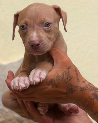 Cuccioli di Pitbull red nose occhi ghiaccio