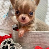 Chihuahua lilac Isabella tan maschio pelo corto