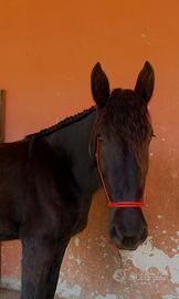 Cavallo