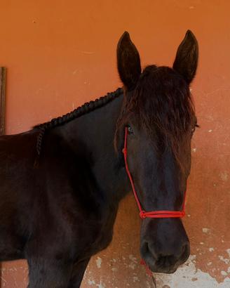 Cavallo