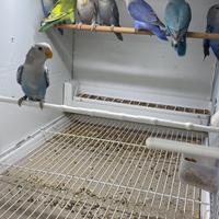 Inseparabili novelli Agapornis