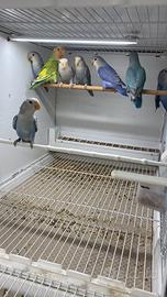 Inseparabili novelli Agapornis