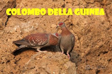 Colombo della guinea