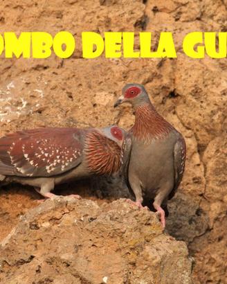 Colombo della guinea