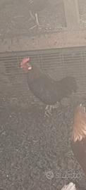 Galline nani