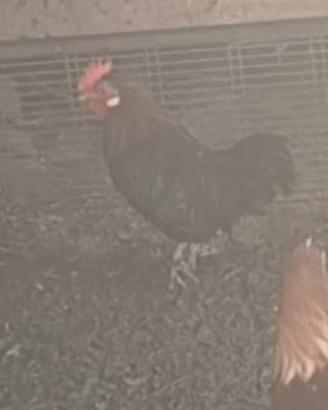 Galline nani
