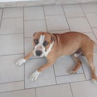 AMSTAFF Maschio anni 3