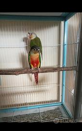 Conure