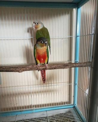 Conure