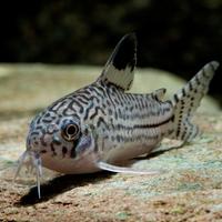 Corydoras Trilineatus