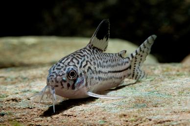 Corydoras Trilineatus