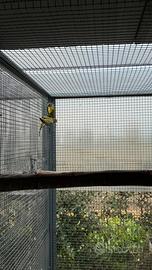 Parrocchetti testa di prugna