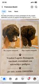 Lagotto Romagnolo
