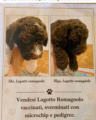 Lagotto Romagnolo