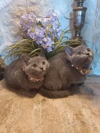 Certosini cuccioli di tre mesi disponibili