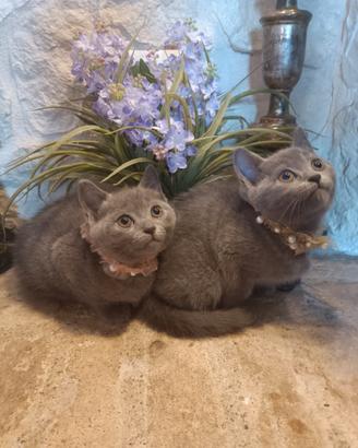 Certosini cuccioli di tre mesi disponibili