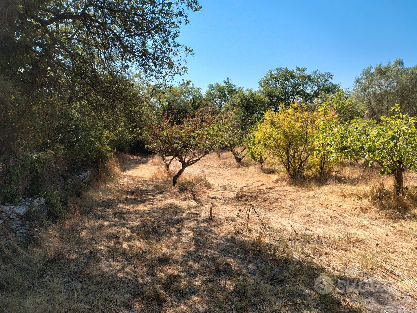Terreno binzana ploaghe (ss) - Vista 5