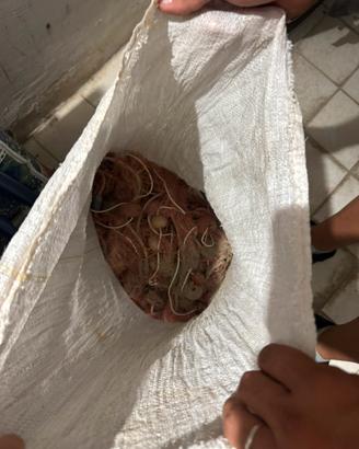 Rete da pesca
