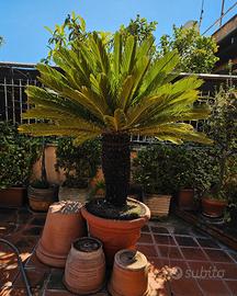 Pianta Cycas grande