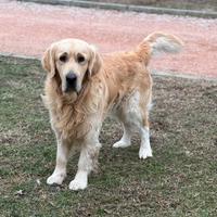 Golden retriever disponibile per monte