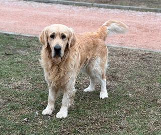 Golden retriever disponibile per monte