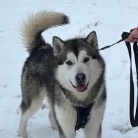 Alaskan Malamute per monta