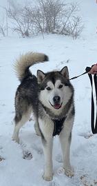 Alaskan Malamute per monta