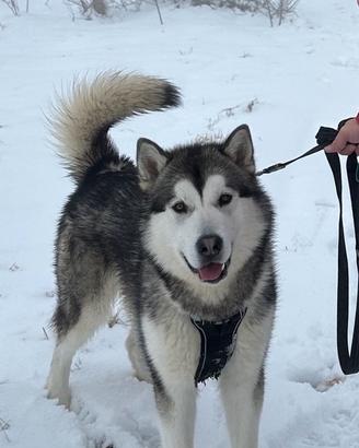 Alaskan Malamute per monta