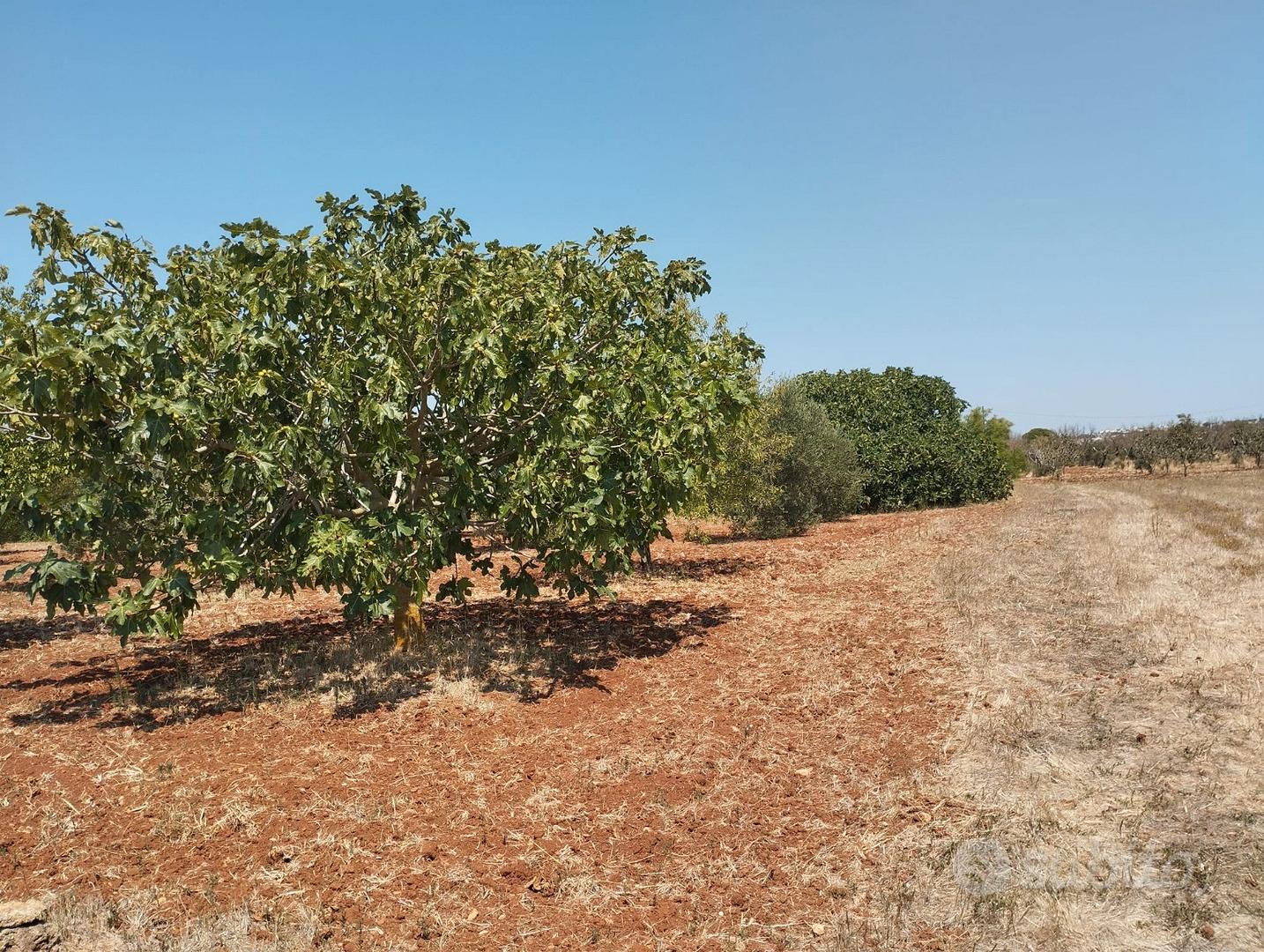 Terreno agricolo a Casarano - 12.000 mq - Vista 4