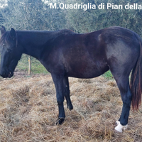 Puledri Maremmani con certificati A.N.A.M