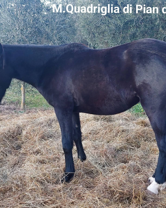 Puledri Maremmani con certificati A.N.A.M