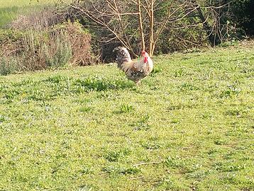 Galli Legbar Crema e Livornese Collo Argento