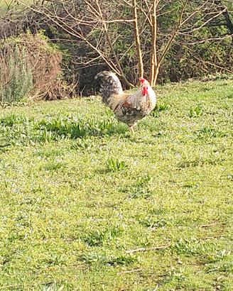 Galli Legbar Crema e Livornese Collo Argento