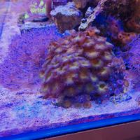 acquario coralli 