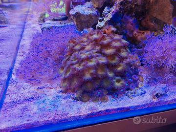 acquario coralli 