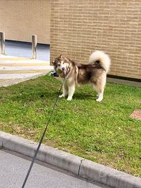 Alaskan malamute