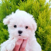 Cuccioli maltese