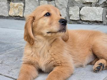 Golden Retriever Americani con Pedigree 