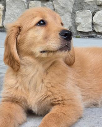 Golden Retriever Americani con Pedigree 