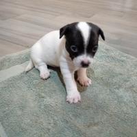 Animali cuccioli di chihuahua